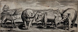 view A cross-breed between sheep and goat, two elephants and a rhinoceros are standing before a mountainous landscape. Etching with engraving.