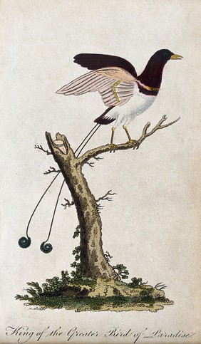 A bird of paradise sitting on a branch of a tree. Coloured etching.