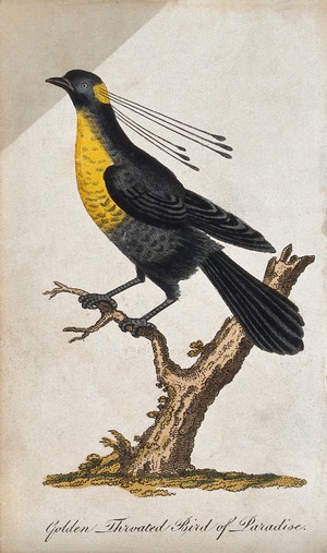 view A golden throated bird of paradise sitting on a branch of a tree. Coloured etching.