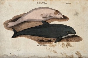 view Above, a beluga whale; below, a porpoise. Coloured etching.