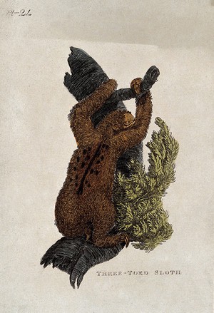 view A three toed sloth climbing a tree. Coloured etching.