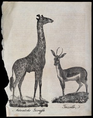 view Left, a male giraffe; right, a gazelle. Lithograph.