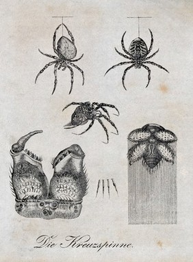 Above, a diadem-spider hanging from its thread; middle, a diadem-spider seen from the side; below, the lower body and a cross-section of a diadem-spider's leg. Lithograph.