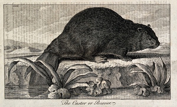 A beaver sitting on the shore of a lake. Etching.