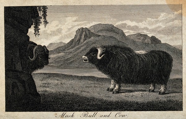 A musk bull and a cow standig on the shore of a lake next to a rock. Etching.