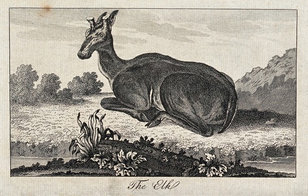 An elk sitting on a meadow near a lake. Etching.