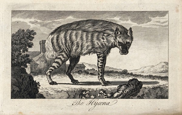 A hyena standing in a rocky landscape. Etching.