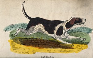 view A foxhound. Coloured wood engraving.