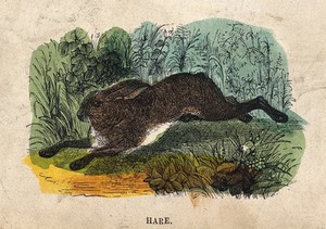 view A hare. Coloured wood engraving.