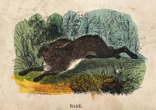 A hare. Coloured wood engraving.