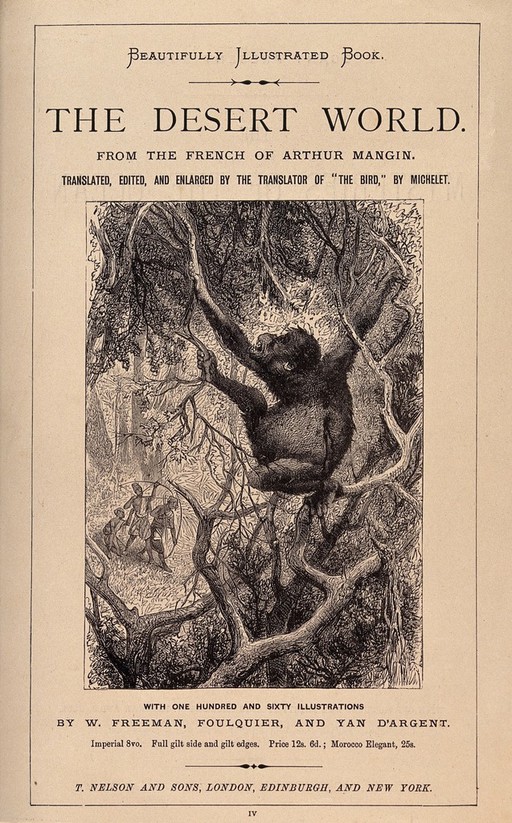 An orang-utan is fleeing into the crown of a tree chased by three men in loincloths shooting arrows at the ape. Wood engraving.
