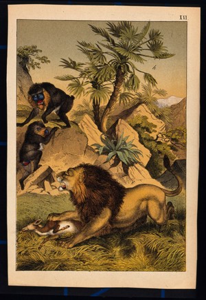 view A lion is devouring a gazelle and growling at two brightly coloured mandrills nearby. Colour lithograph, 1877.