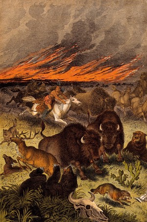 view A blazing bushfire is forcing animals and mounted red Indians to stampede. Colour lithograph.