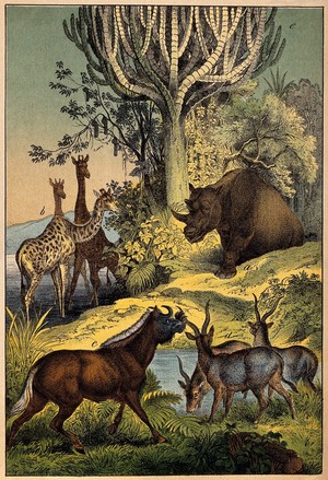 view A rhinoceros, three giraffes, three antelopes and a wildebeest approaching a waterhole in a jungle. Colour lithograph.