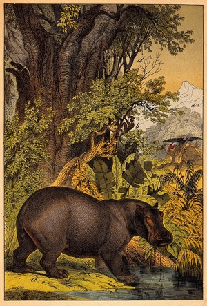 view A hippopotamus drinking from a stream in the jungle. Colour lithograph.