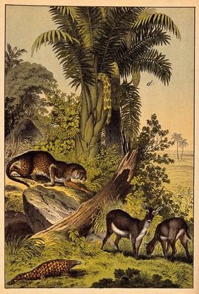 A leopard prowling about a group of antelopes in a jungle. Colour lithograph.