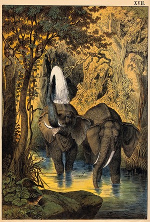 view Two elephants bathing in a stream in a jungle. Colour lithograph.