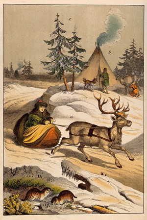 view A man in fur clothes is riding his deer-drawn sleigh through a snowy landscape while his tent, tribe and herd of reindeer can be seen in the background. Colour lithograph.