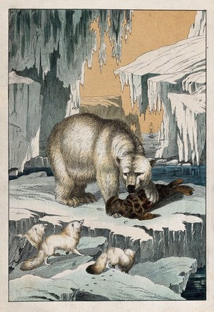 view A polar bear is devouring its prey, a seal, on an ice floe in the Arctic sea while three arctic foxes watch eagerly from an adjacent ice floe. Colour lithograph.