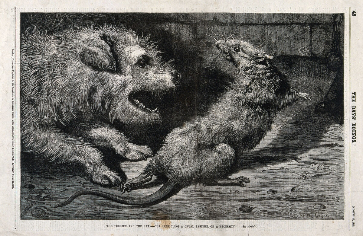 A terrier dog has chased a rat into a corner and is about to kill it. Wood engraving by E. Griset., 12 August 1871, by Ernest Henri Griset