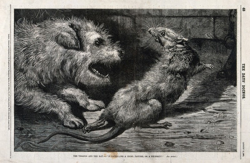A terrier dog has chased a rat into a corner and is about to kill it. Wood engraving by E. Griset., 12 August 1871, by Ernest Henri Griset