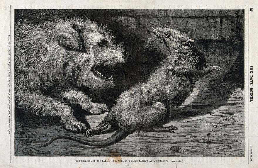 A terrier dog has chased a rat into a corner and is about to kill it. Wood engraving by E. Griset.
