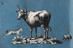 view A cow, a hare and a sheep. Cut-out engravings pasted onto paper, 16--?.