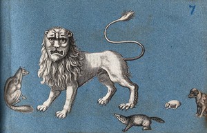 view A lion, a fox, a dog and other animals. Cut-out engravings pasted onto paper, 16--?.