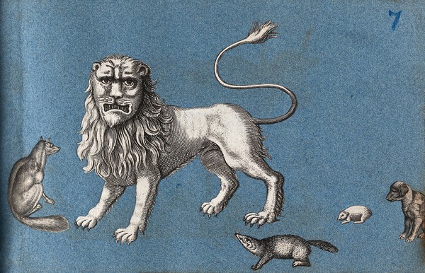 A lion, a fox, a dog and other animals. Cut-out engravings pasted onto paper, 16--?.