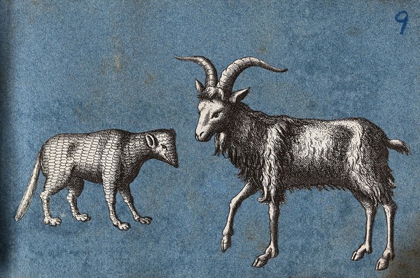 A goat and an unidentified animal. Cut-out engravings pasted onto paper, 16--?.