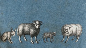 view A rabbit, two sheep and a cow. Cut-out engravings pasted onto paper, 16--?.