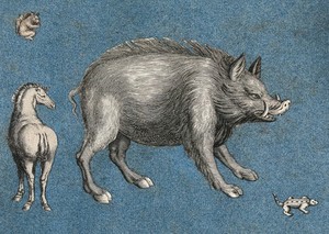 view A wild boar or warthog, a horse, a squirrel and a lizard (?). Cut-out engravings pasted onto paper, 16--?.