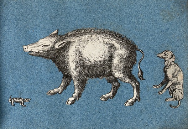 A wild boar or warthog, a lizard and a dog. Cut-out engravings pasted onto paper, 16--?.