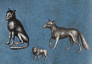 view Two foxes and a lion. Cut-out engravings pasted onto paper, 16--?.