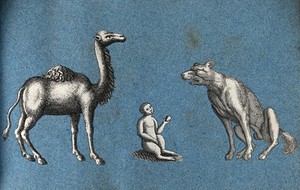 view A camel, a monkey and a wolf (or dog?). Cut-out engravings pasted onto paper, 16--?.