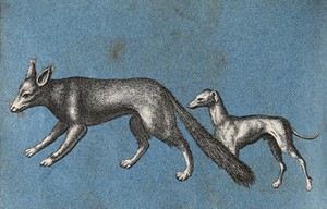 view A fox and a greyhound (?). Cut-out engravings pasted onto paper, 16--?.
