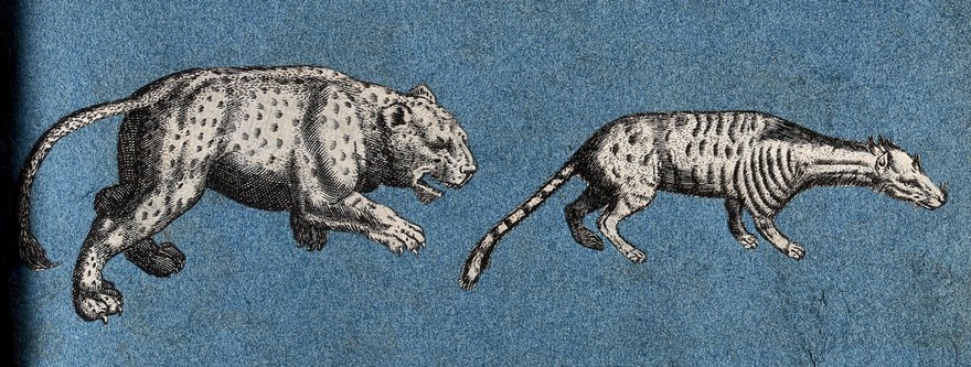 A leopard and an unidentified animal. Cut-out engravings pasted onto paper, 16--?.