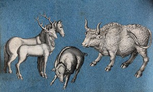 view A horse, a deer, a warthog (or wild boar?) and a bull. Cut-out engravings pasted onto paper, 16--?.