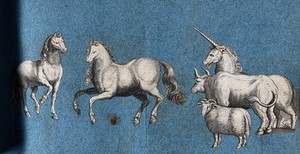 view A sheep, two horses, a cow and a unicorn. Cut-out engravings pasted onto paper, 16--?.