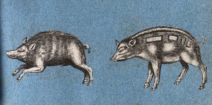 view Two wild boars, or warthogs. Cut-out engravings pasted onto paper, 16--?.