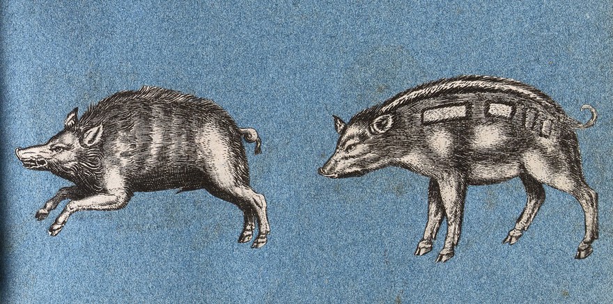 Two wild boars, or warthogs. Cut-out engravings pasted onto paper, 16--?.