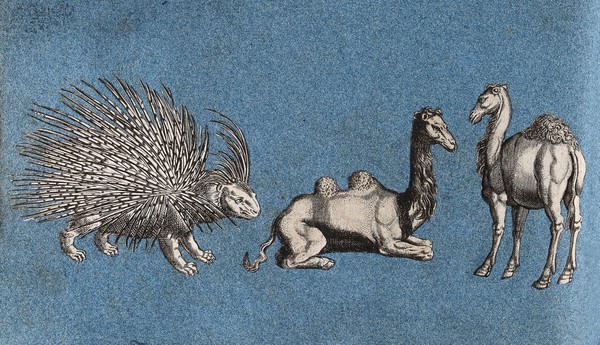 A porcupine and two camels. Cut-out engravings pasted onto paper, 16--?.