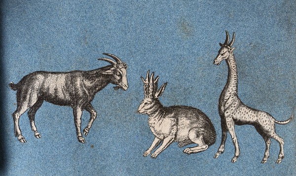A goat, a hare-like creature and a giraffe (?). Cut-out engravings pasted onto paper, 16--?.
