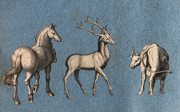 A horse, a deer and a cow. Cut-out engravings pasted onto paper, 16--?.