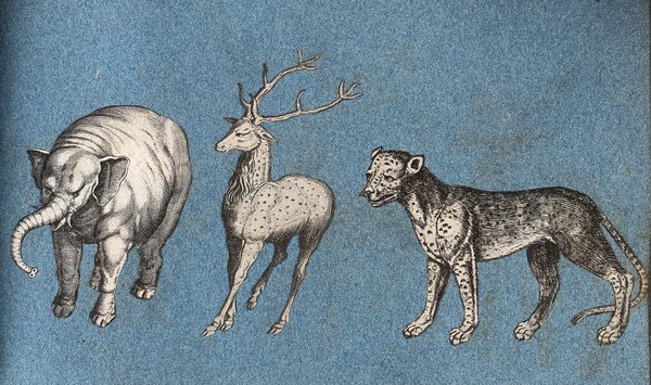 An elephant, a deer and a leopard (or cheetah?). Cut-out engravings pasted onto paper, 16--?.