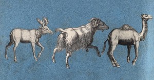 view An elk or moose, a goat and a camel. Cut-out engravings pasted onto paper, 16--?.