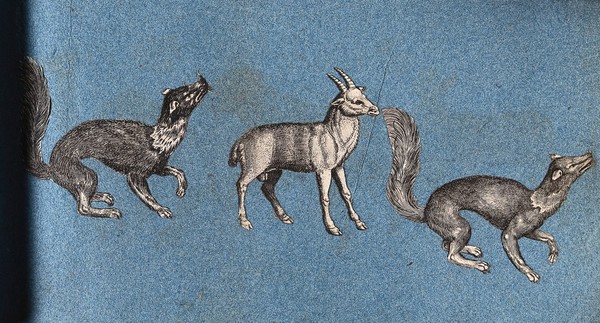 Two ferret-like animals and a goat (?). Cut-out engravings pasted onto paper, 16--?.