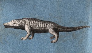 view A crocodile or alligator. Cut-out engraving pasted onto paper, 16--?.