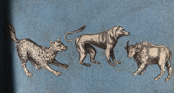 Two dog-like animals and a bull. Cut-out engraving pasted onto paper, 16--?.