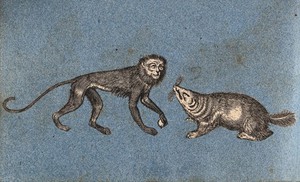 view A monkey and a water rat or vole (?). Cut-out engraving pasted onto paper, 16--?.